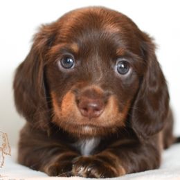 Dachshunds from LHC Dachshunds