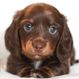Dachshunds from LHC Dachshunds