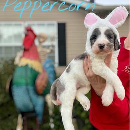 Peppercorn - Merle female Goldendoodle puppy in Mocksville, North Carolina from Little Bear Doodles