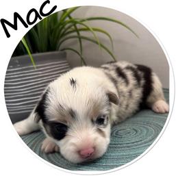 Mac (Blue merle, triple clear) - Blue merle and white male American Corgi puppy in Scottown, Ohio from Wyndy Ridge Corgis