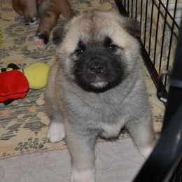 Akita Puppies from Mayoke Akitas
