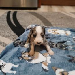 Giovanni - Merle male Goldendoodle puppy in Pleasant Hill, Iowa from Courtney Nicole's Mal Shihs & Goldendoodles