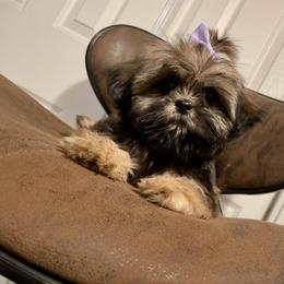 Shih Tzu Puppies from Amanda's Shih Tzu