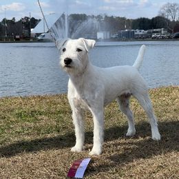 Clover - Parson Russell Terrier