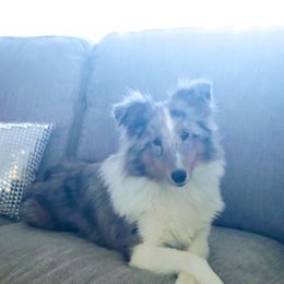 Sophia - Shetland Sheepdog