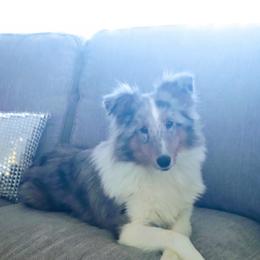 Sophia - Shetland Sheepdog