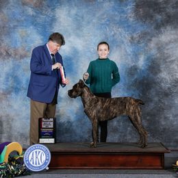 Olive - Cane Corso