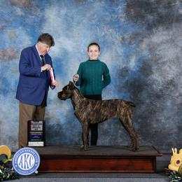Olive - Cane Corso