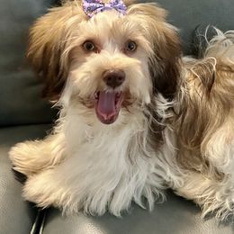 Girl 3 - Chocolate sable Havanese puppy in Indian Harbour Beach, Florida from Hidden Bay Havanese
