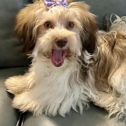 Girl 3 - Chocolate sable Havanese puppy in Indian Harbour Beach, Florida from Hidden Bay Havanese