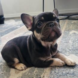 Girl 1 - Black and tan French Bulldog puppy in Spring Creek, Nevada from Nevada Frenchie Co.