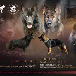 German Shepherd puppies from Haus Des Stolzes German Shepherds