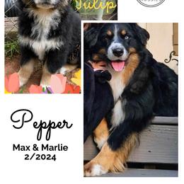 Australian Shepherd All Grown Up from Muckalee Lane Aussies