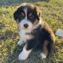 Australian Shepherd Puppies from South Ridge Aussies