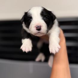 Vandal - Black and white female Border Collie puppy in Kalispell, Montana from North Fork Border Collies