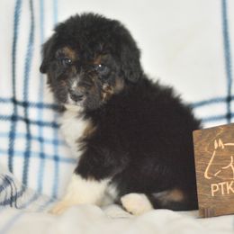 Luma - Black tri-color female Aussiedoodle puppy in Delta, Colorado from PTK Ranch