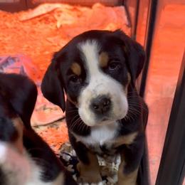 Pink - Claire - Black, white and red female Greater Swiss Mountain Dog puppy in Everett, Pennsylvania from Sweet Stream Swissies