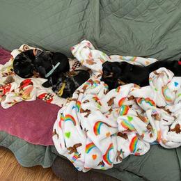 Dachshund Puppies from Winnie’s Doxys