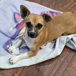 Mabel - Black and tan female Chihuahua puppy in Decatur, Tennessee from Diamond's Doodles