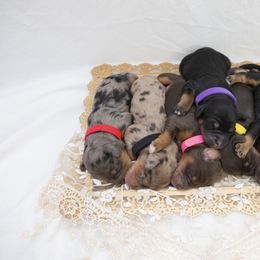 Bernedoodle and Goldendoodle Puppies from Gold Diamond Pup