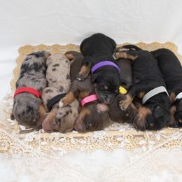 Bernedoodle and Goldendoodle Puppies from Gold Diamond Pup