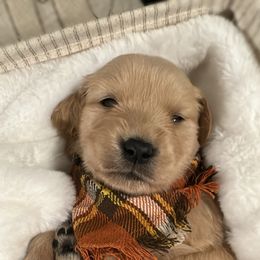 Golden Retriever Puppies from Goldens of Hope