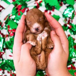 Holly - Red  female Goldendoodle puppy in Kissimmee, Florida from Poodle Doodle Kennels