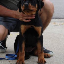 Pink Collar - Black and mahogany female Rottweiler puppy in Quinlan, Texas from Wright Way Retrievers