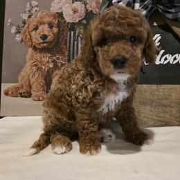Bernedoodle, Goldendoodle, and Poodle Puppies from 4goldendoodles
