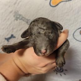 Sirrus - Merle male Goldendoodle puppy in Maineville, Ohio from Danielle's Doodles