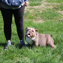 Indy - Bulldog