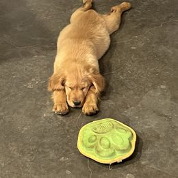 Golden Retriever puppies from Diamond Bar N Ranch