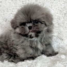 AKC Grayson - Blue male Shih Tzu puppy in Greenville, South Carolina from Babyface Shih Tzu