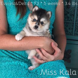 Pomsky Puppies from Dakota Pomskies