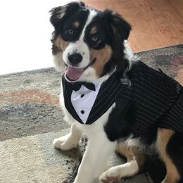 Beau - Australian Shepherd