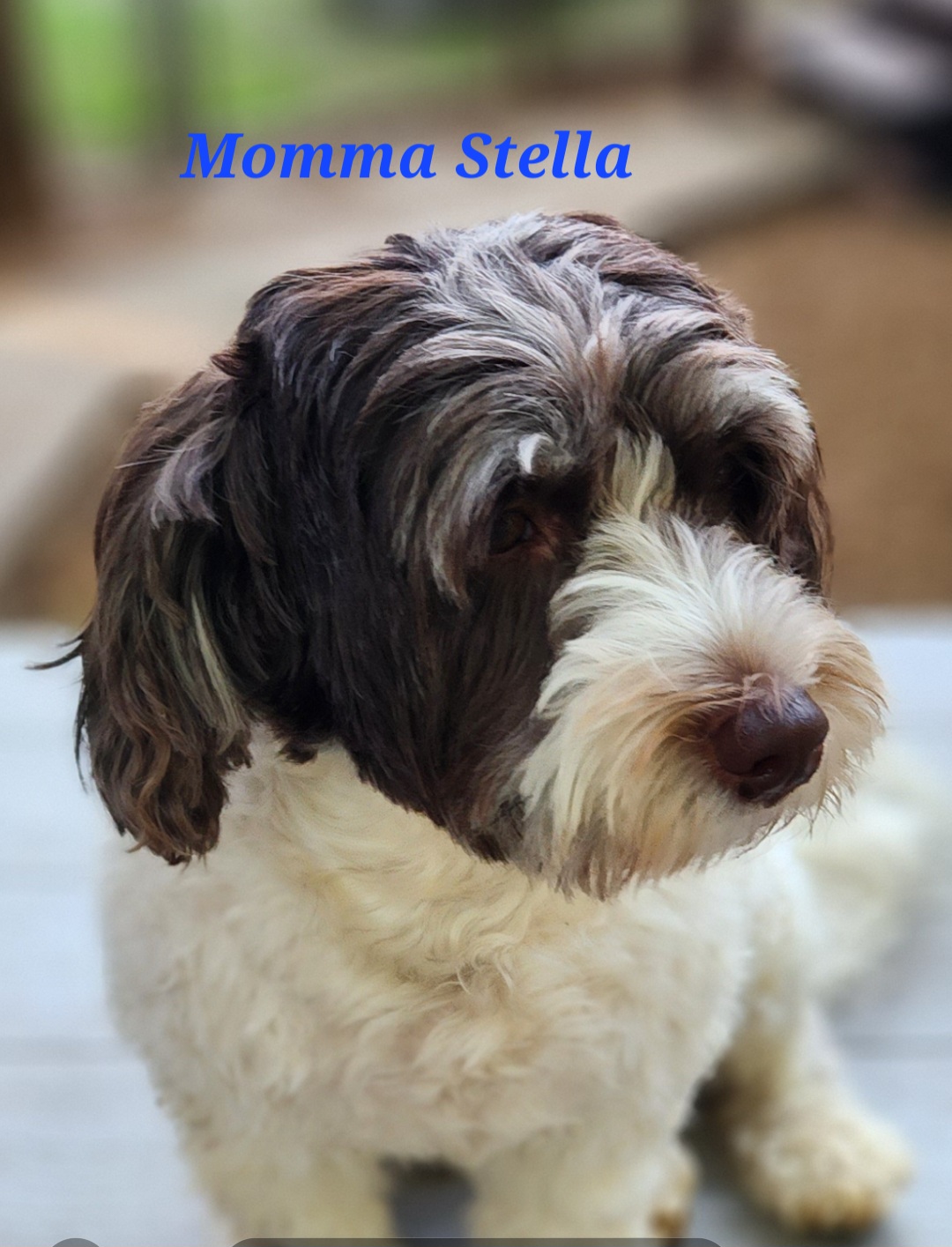 Stella - Havanese