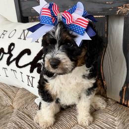Pink Girl - Tri-color female Bernedoodle puppy in Fort Gibson, Oklahoma from Waggle Doodles