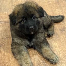 German Shepherd Puppies from Astral Kennels