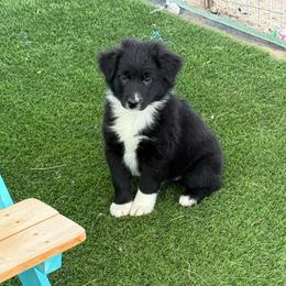 Black girl - Black & white female Australian Shepherd puppy in Buckeye, Arizona from Wranglin Farms