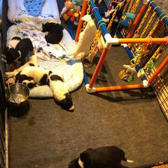 Borzoi Puppies from Spryfeat borzoi