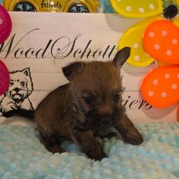 Lucy (Miss Yellow) - Red wheaten female Cairn Terrier puppy in Savannah, Missouri from WoodSchott Cairn Terriers