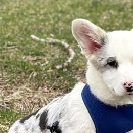 Cardigan Welsh Corgis and Pembroke Welsh Corgis from California Corgis and Kunes
