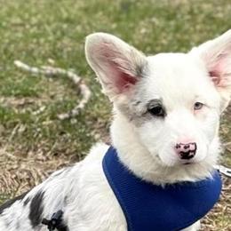 Cardigan Welsh Corgis and Pembroke Welsh Corgis from California Corgis and Kunes