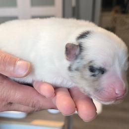 Boy 3 - Merle male Pomsky puppy in Spokane, Washington from CJ White's Poms and Pomskies