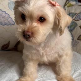 Lola - Maltipoo