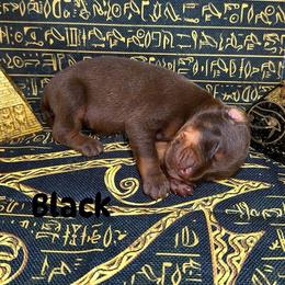 Black Collar - Red and rust male Doberman Pinscher puppy in Louisville, Kentucky from Ruiz Dobermans