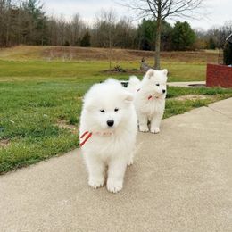 Samoyed Puppies from The Office Pups
