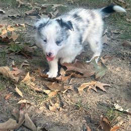 Dyna - White and blue merle female Border Collie puppy in Jonesboro, Arkansas from Hampton Border Collies