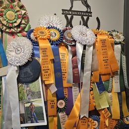 Weimaraner Puppies from So-IN Weimaraner's