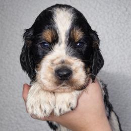Lou Lou - Black white and tan female English Springer Spaniel puppy in Florida from Thunderbird Springers